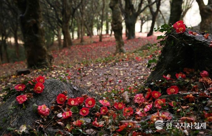 제3회 깅진 백련사 동백축제가 오는 27일 개막한다.