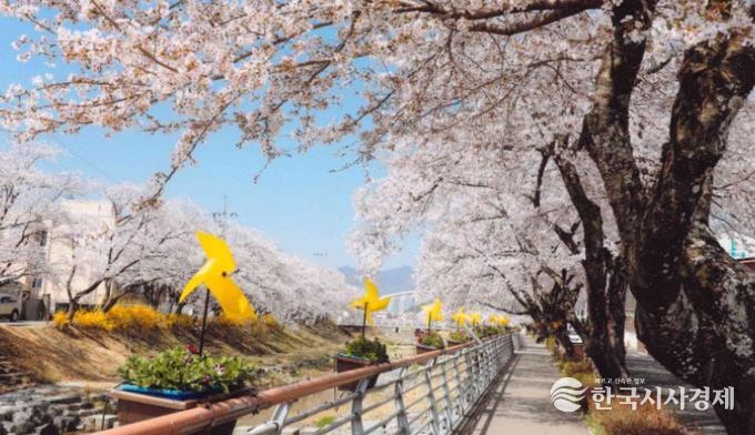 지난해 금산천 봄꽃