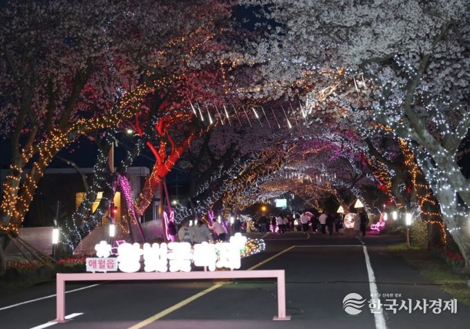 애월읍 왕벚꽃 축제