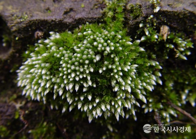 토양 복원 효과가 있는 은이끼