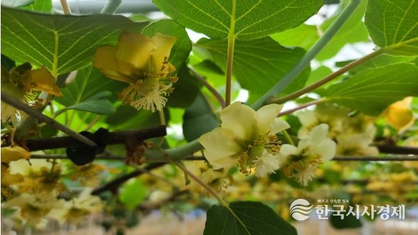 키위 꽃