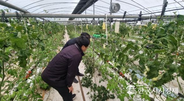 담양군, 토마토뿔나방 확산 방지 ‘총력’