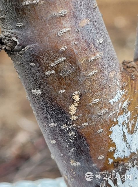안동시, 기후변화에 따른 과수 ‘나무좀’ 예찰 당부