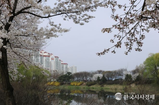 장자호수공원 벚꽃 사진