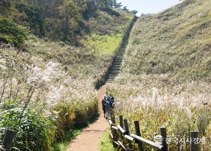 정선군, 2026년 민둥산 억새 생육환경 개선사업 본격 추진 ‘생태 보존과 관광 활성화 총력’