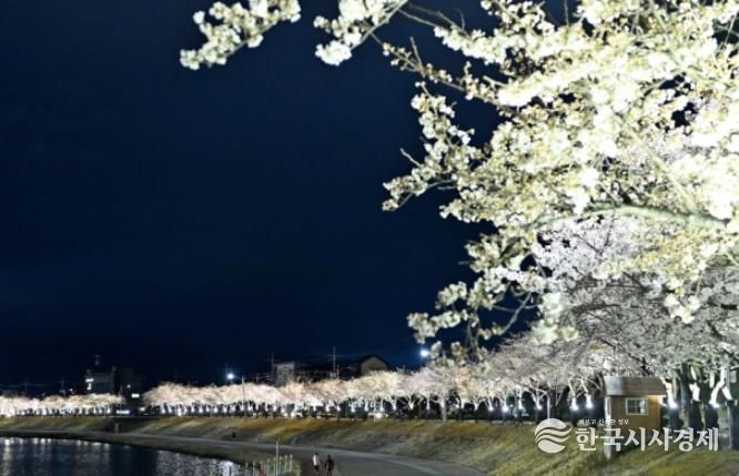 벚꽃길 따라 함께 걷고, 나무심기 동참하세요!-기후에너지과(사진_직지천경관)