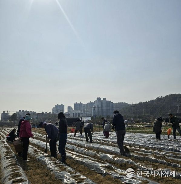 시흥시 신현동 통장협의회, '이웃돕기 감자 심기' 행사 진행