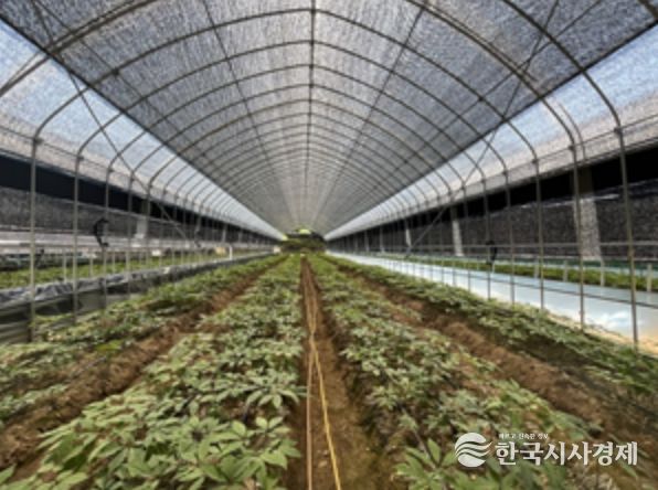 대형 터널하우스