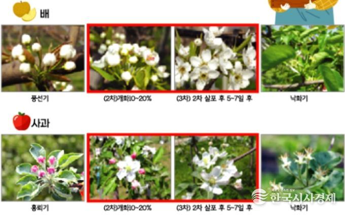 과수 병해충 사전 예방‘총력 대응’