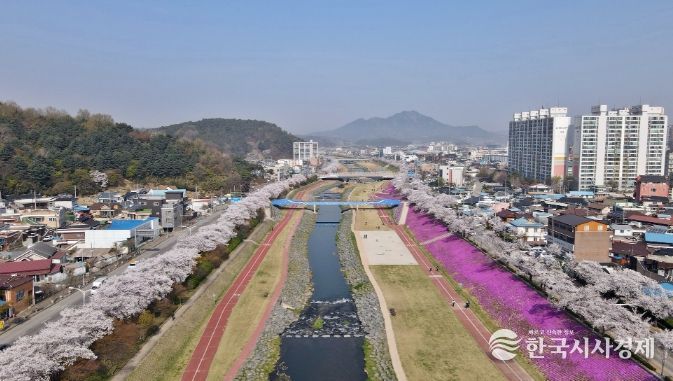 정읍시, 4월 3일 ‘2026 벚꽃축제’ 개막