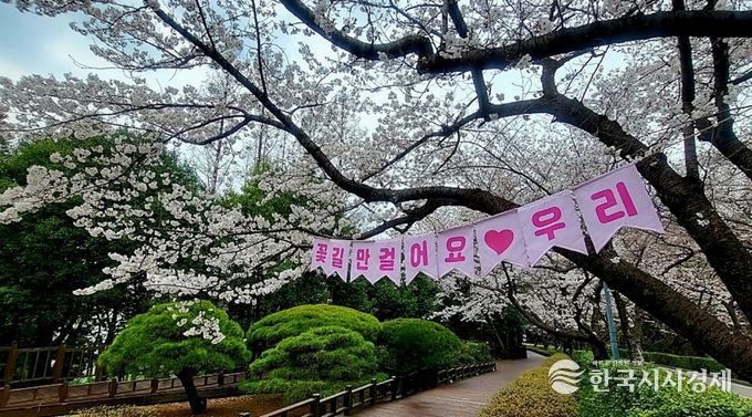 광양시, 매화 이어 벚꽃·동백…봄꽃 릴레이 시작(금호동 벚꽃)