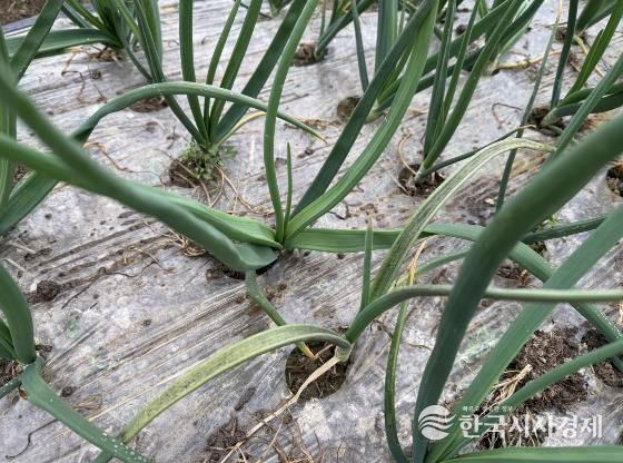 양파 노균병 감염 발생 사진