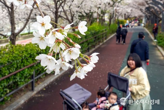 동대문구, 장안벚꽃안길에 벚꽃 활짝…주말 봄꽃축제도 열린다
