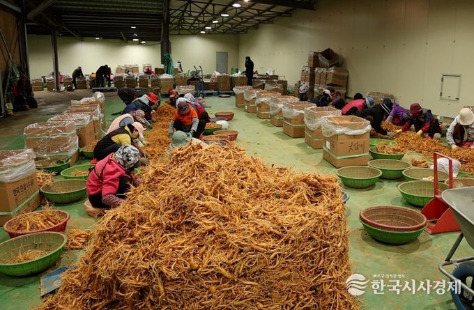 케이비에스(KBS) ‘굿모닝 대한민국’ 금산인삼 선별장 방송 캡쳐본