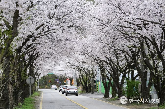 벚꽃 구경 멀리 갈 이유 없다, 광주에 다 있으니까