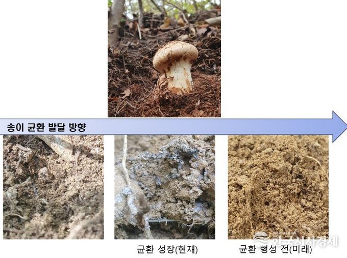 송이 균환 발달과 송이 발생