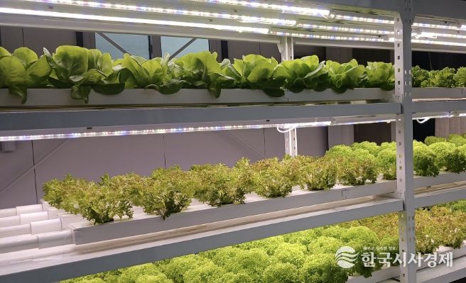 과천도시농업센터 유리온실 체험장 사진(채소)
