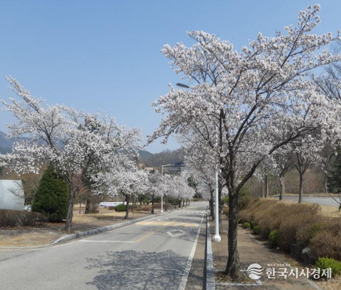 국립공주대 예산캠퍼스 벚꽃