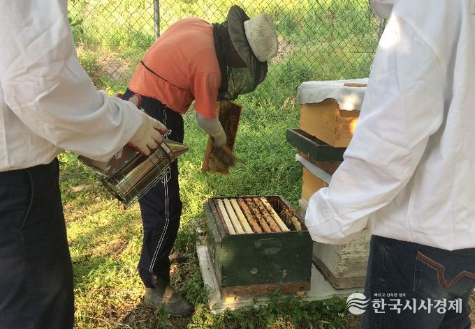 광주보건환경연, 봄철 꿀벌 질병 검사