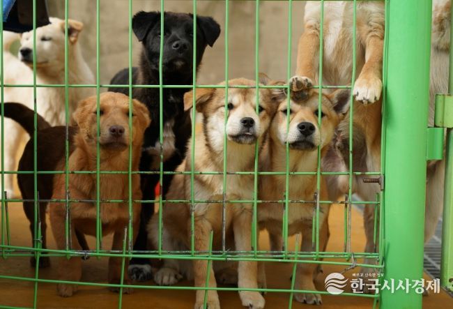 반려동물 지원 대폭 확대