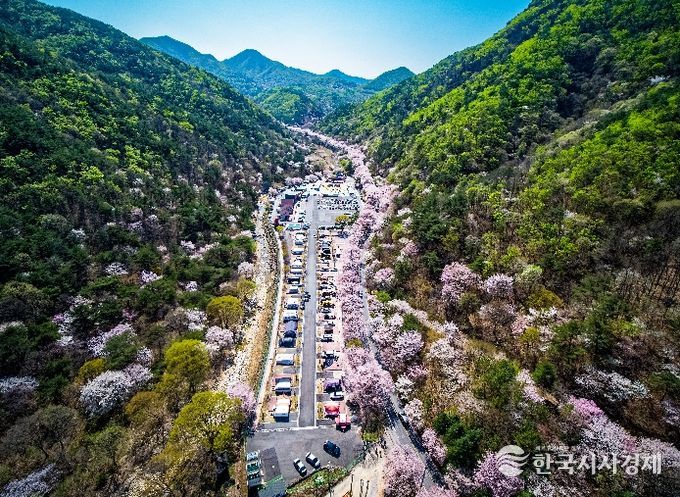 금산 보곡산골 산벚꽃 축제