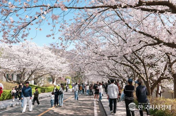 영암군, 왕인문화축제 둘째 날 역대급 인파...벚꽃 절정 속 ‘북적’