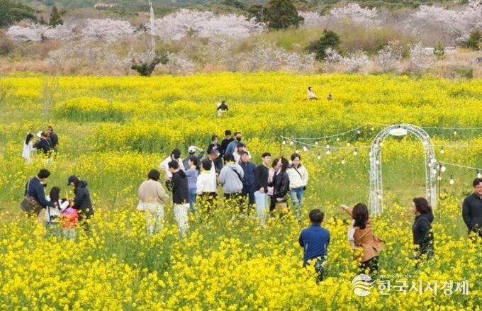 제43회 서귀포유채꽃축제