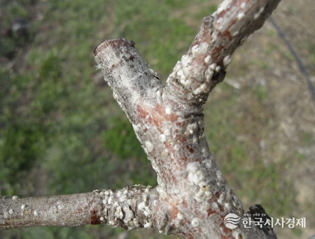 상주시, 4월 중순부터 배, 핵과류 '깍지벌레' 방제 시작