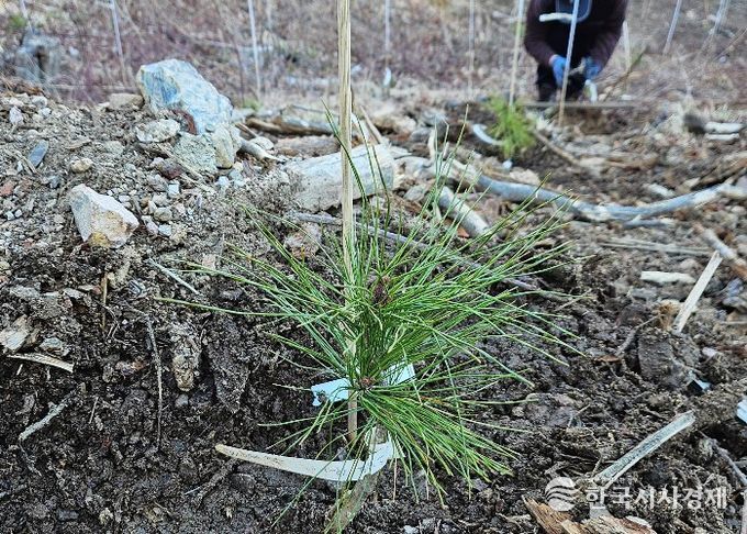 내병성 소나무 현장 식재