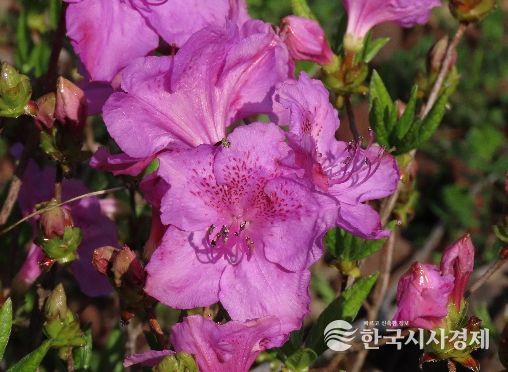 봄을 물들이는 철쭉 개화