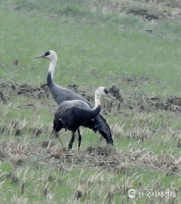 순천만에 남은 마지막 흑두루미 한 쌍