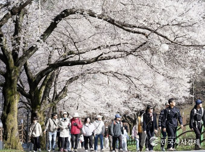 늦게 피어 더 깊고 아름다운 봄..진안, 벚꽃으로 물들어