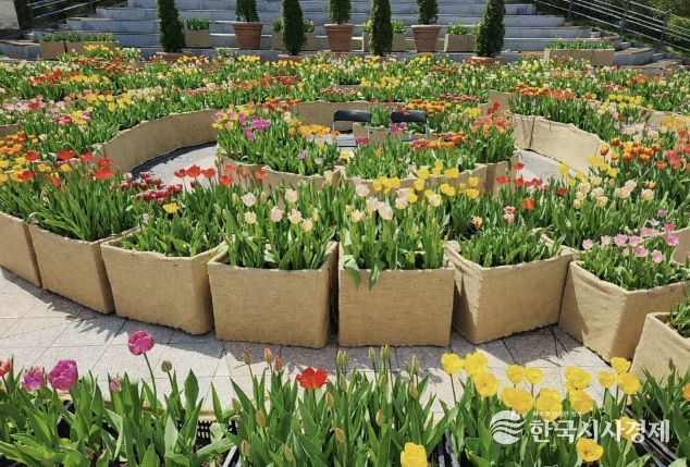 광장에 피어난 봄…포천체육공원 분수광장에 미로형 튤립화단 조성