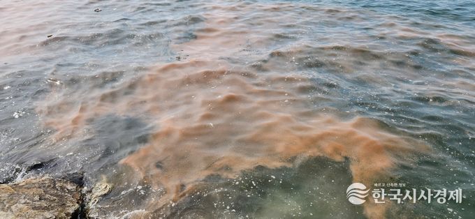 안산 시화나래휴게소 인근 야광충 집적 현황